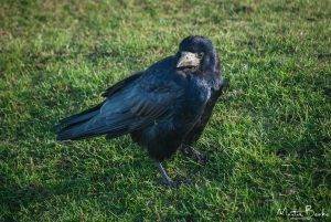 Rook on Grass
