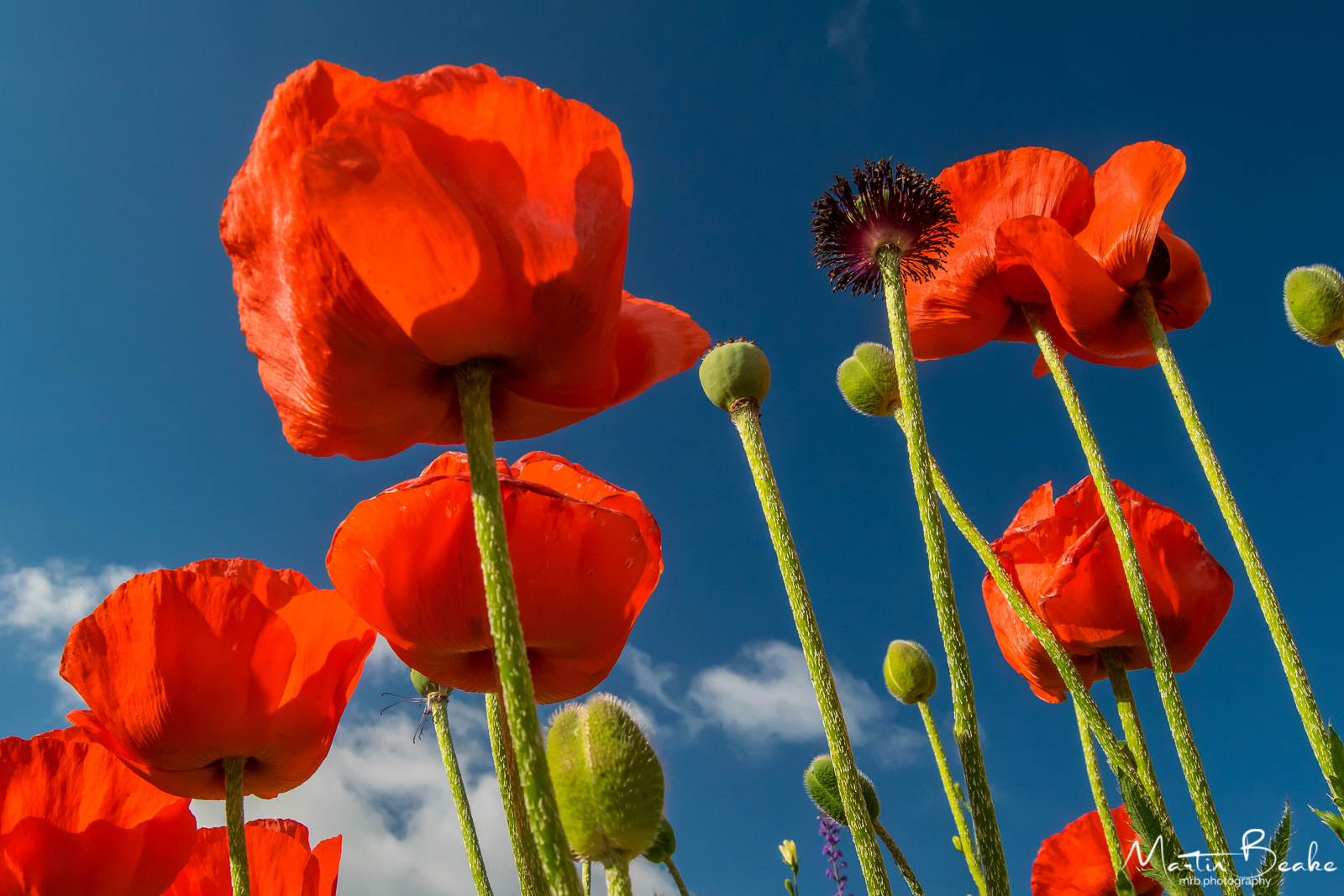 Poppies reach for the sky
