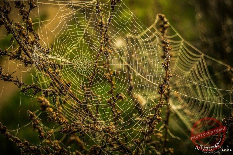 Cobweb in Dew