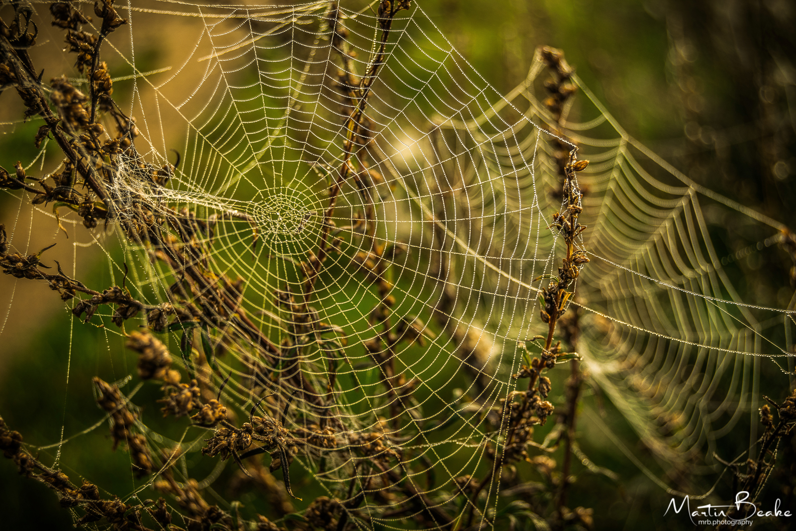 Cobweb in Dew