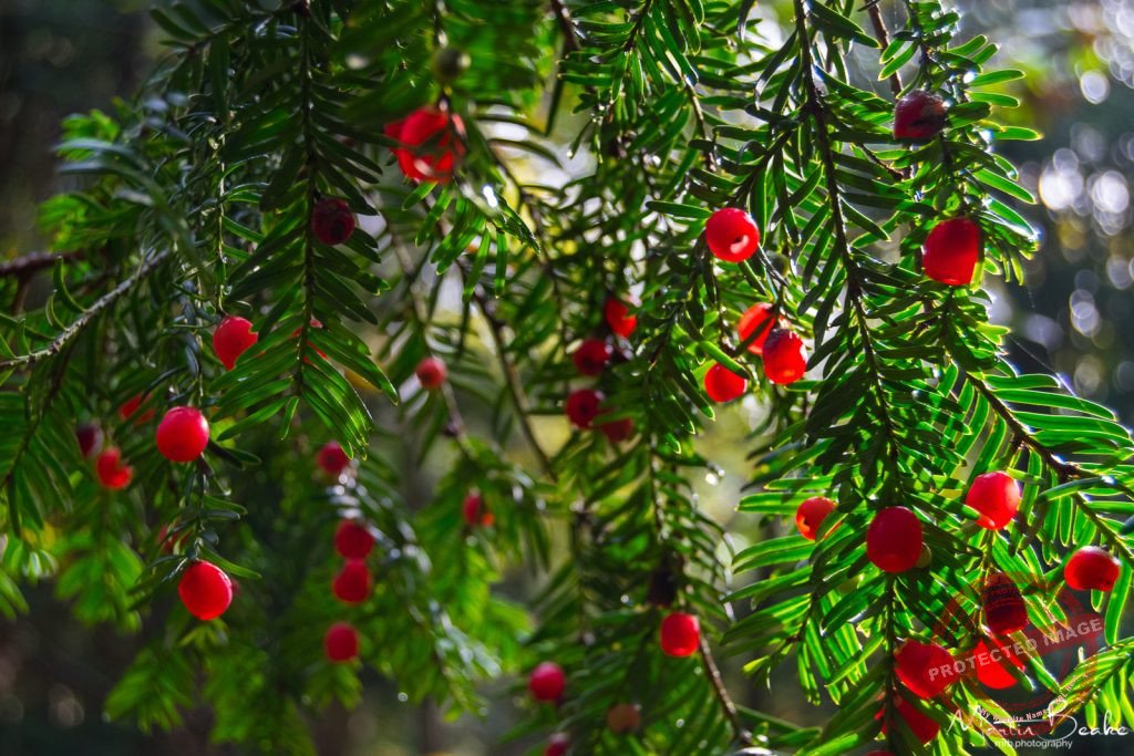 Yew Berries