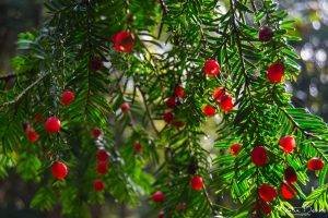 Yew Berries