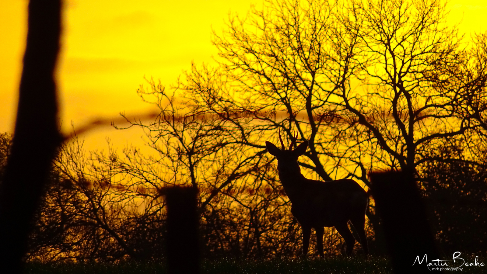 Sunrise Deer