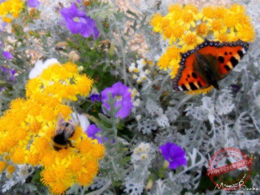 Butterfly and Bee