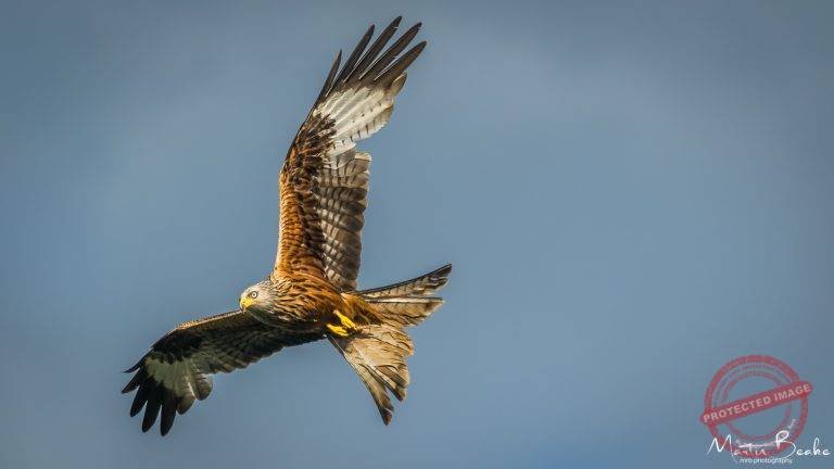 Red Kite Overhead