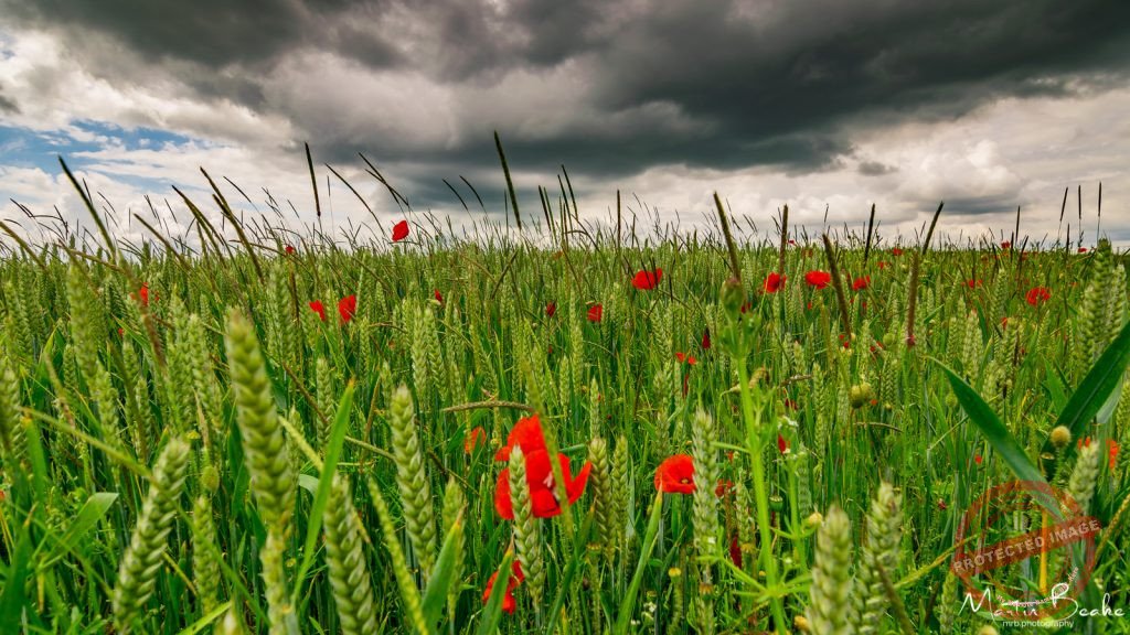 Poppies in Green Corn