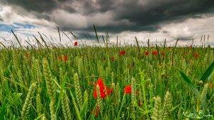 Poppies in Green Corn