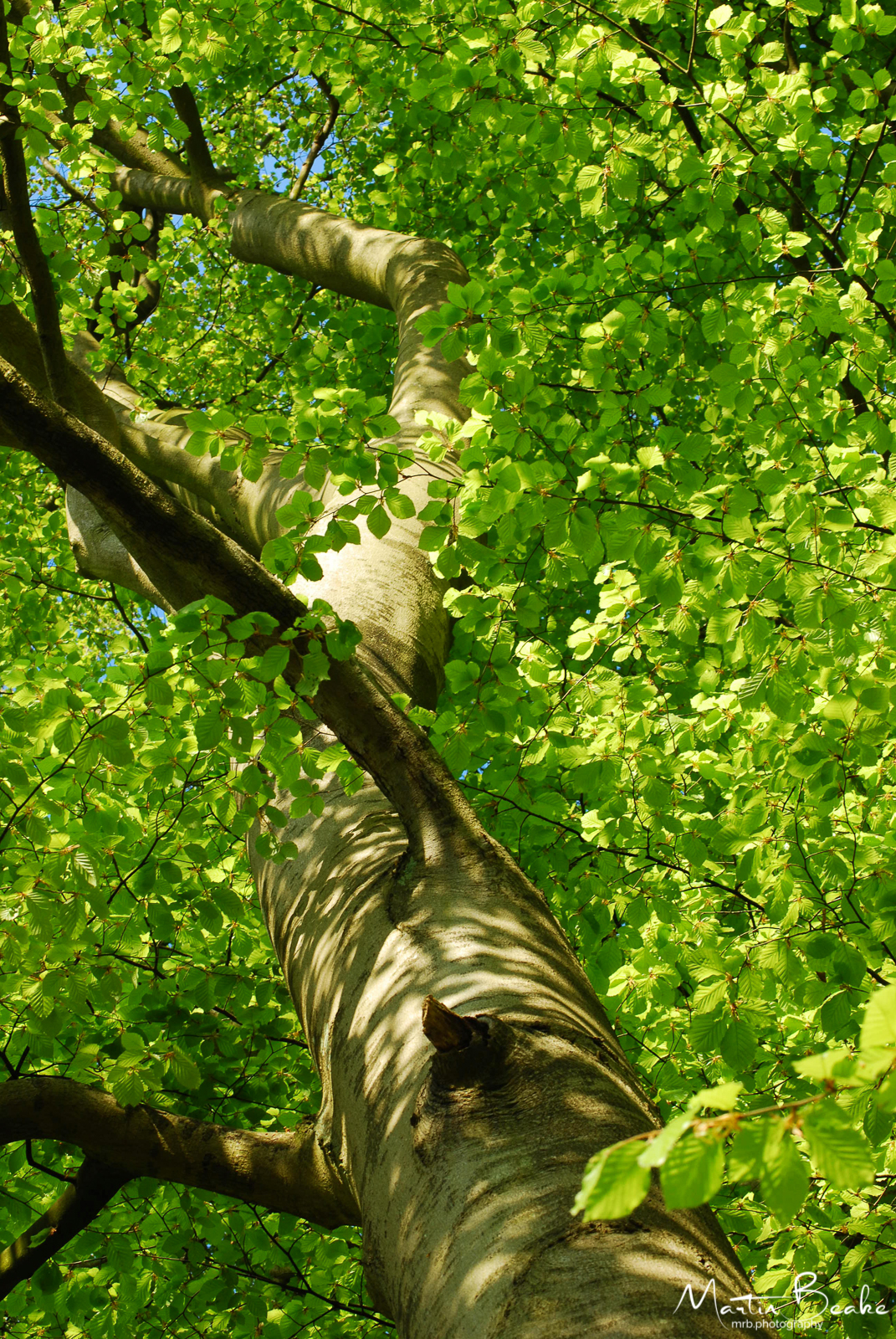 Beech Tree New Green