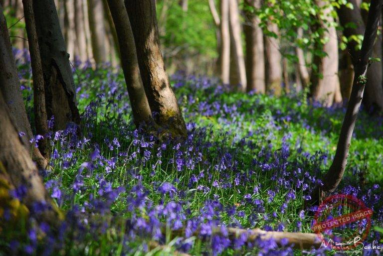 Bluebells In Woodland