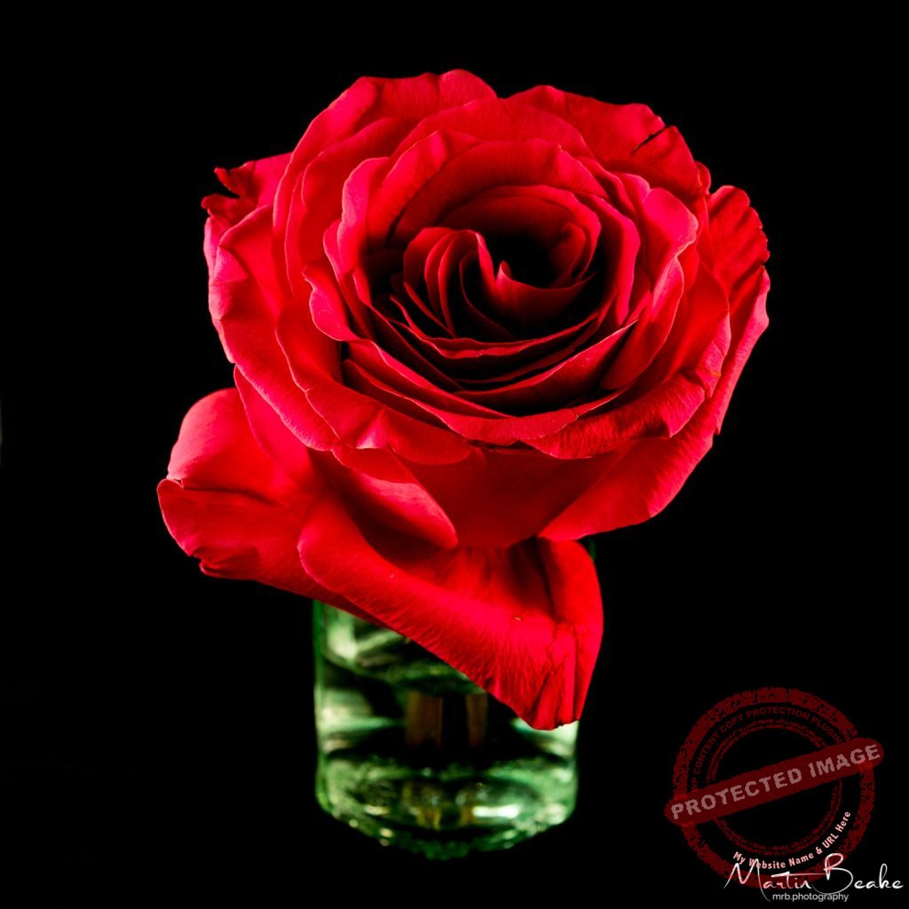 Red Rose in Glass