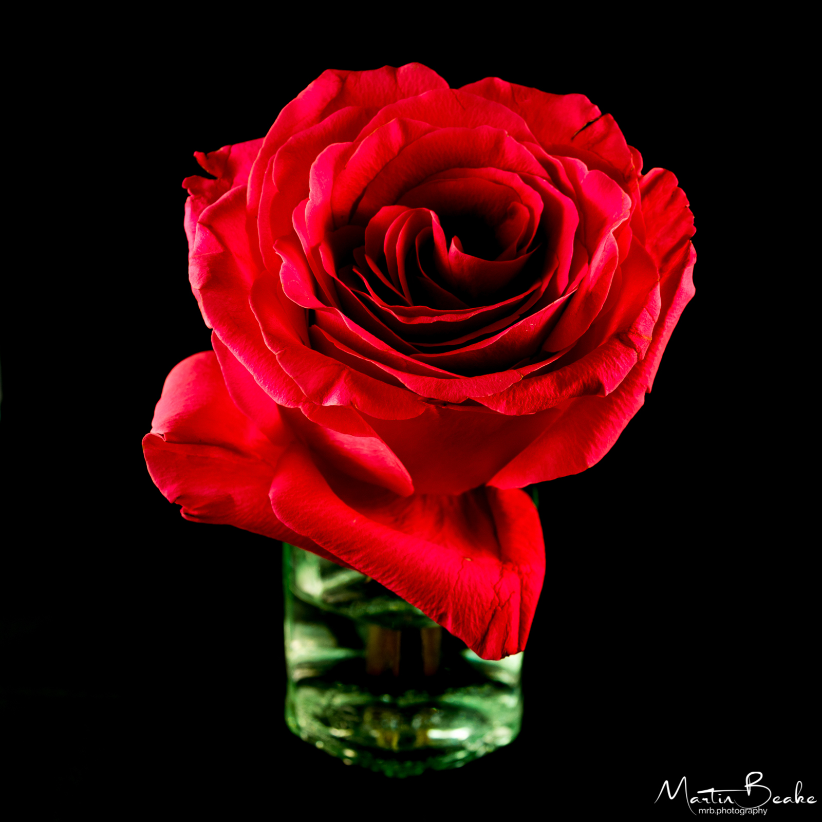 Red Rose in Glass