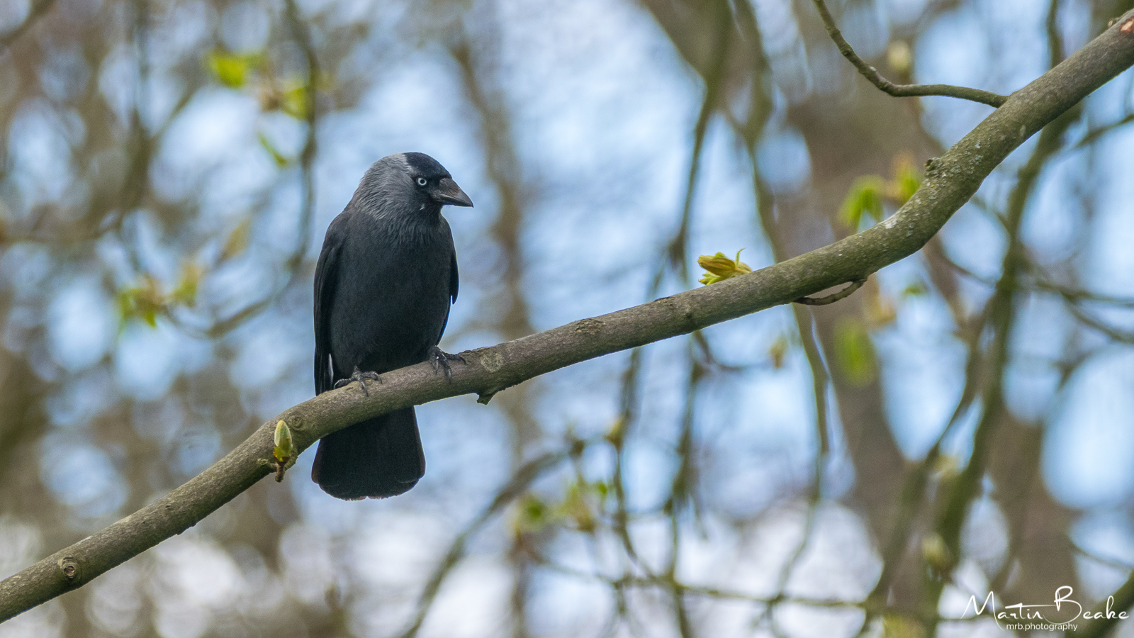 Jackdaw on Branch