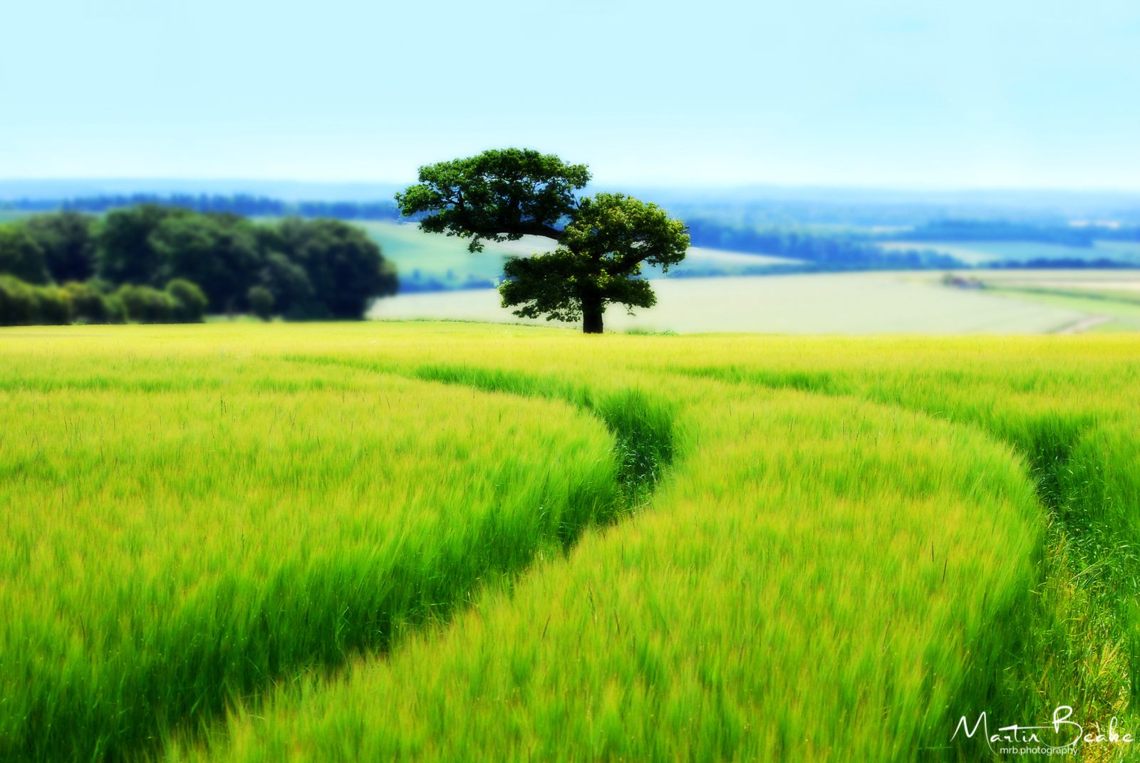 Tree in Green Barley