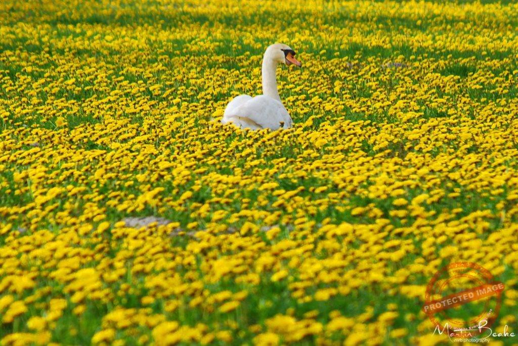 Dandelion Swan