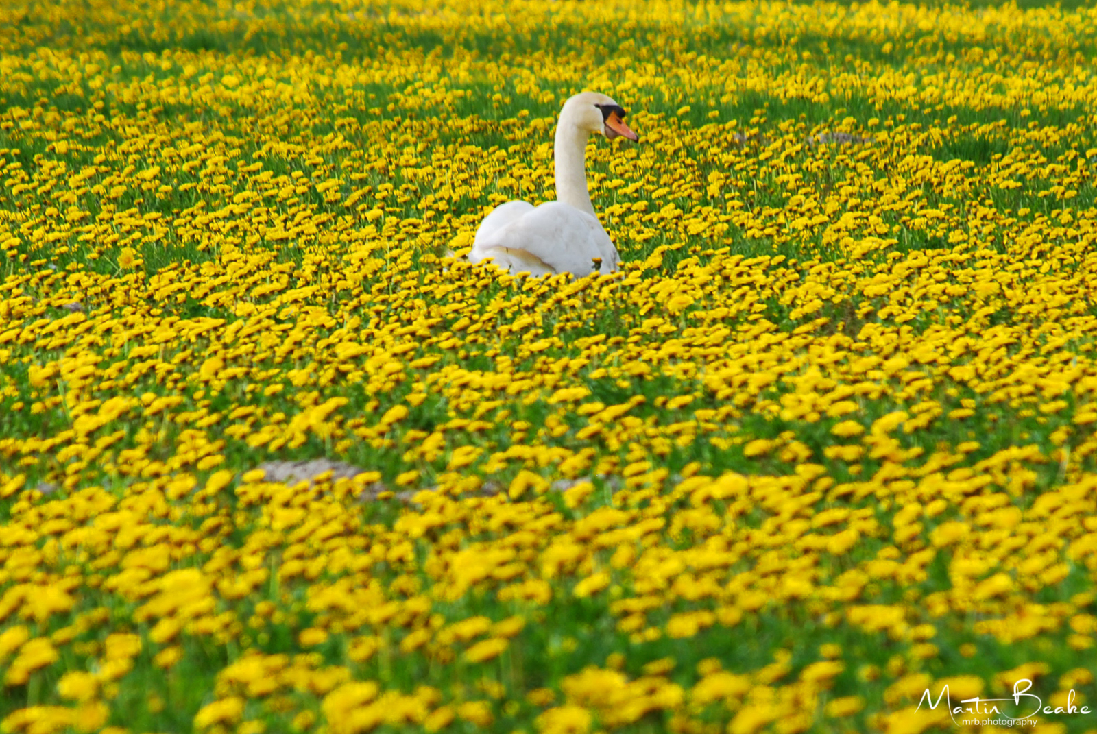 Dandelion Swan