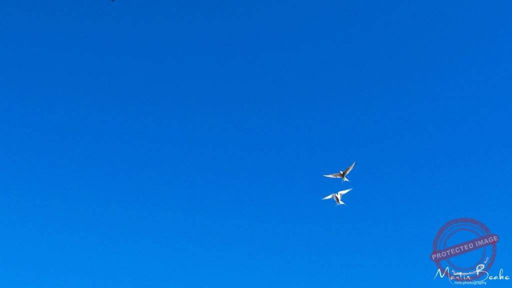 Arctic Tern