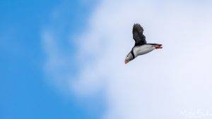 Flying Puffin