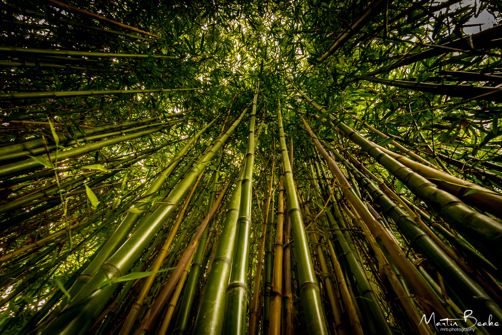Bamboo Circle