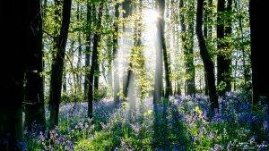 Bluebell Woods in Sunlight