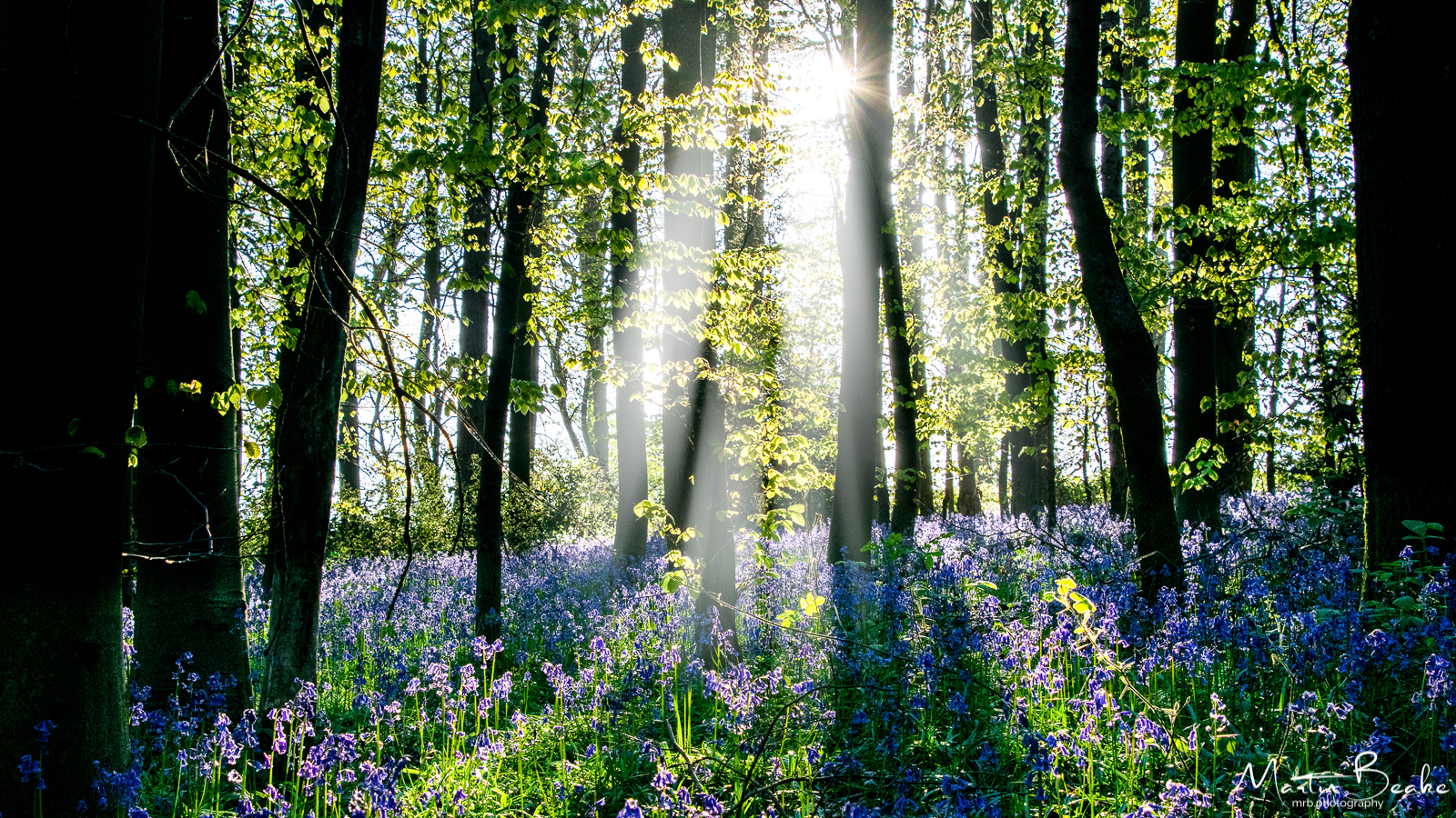 Bluebell Woods in Sunlight