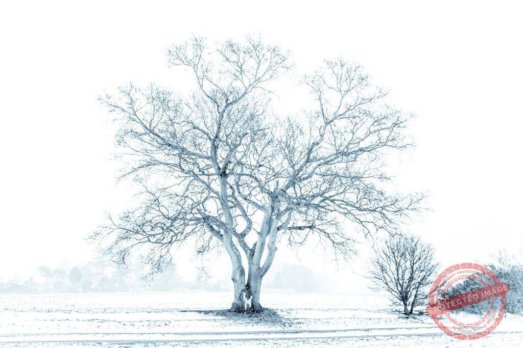 Cold Oak Tree in Snow
