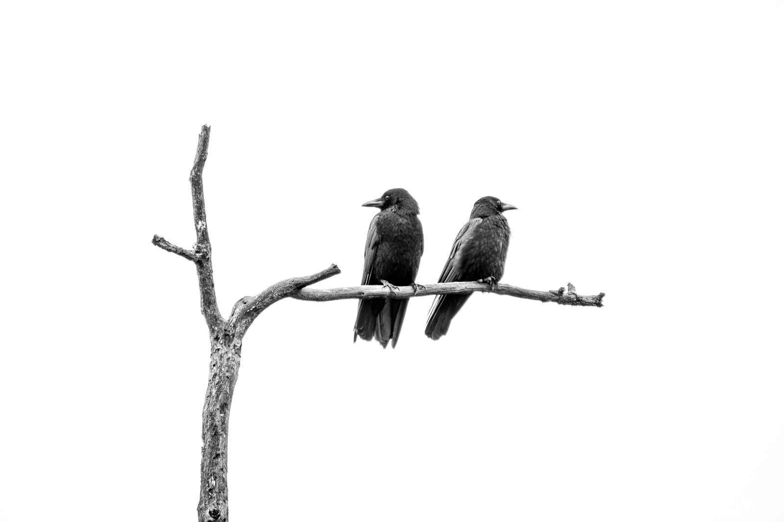 two crows sitting on a branch