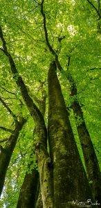 Beech Tree Canopy in May