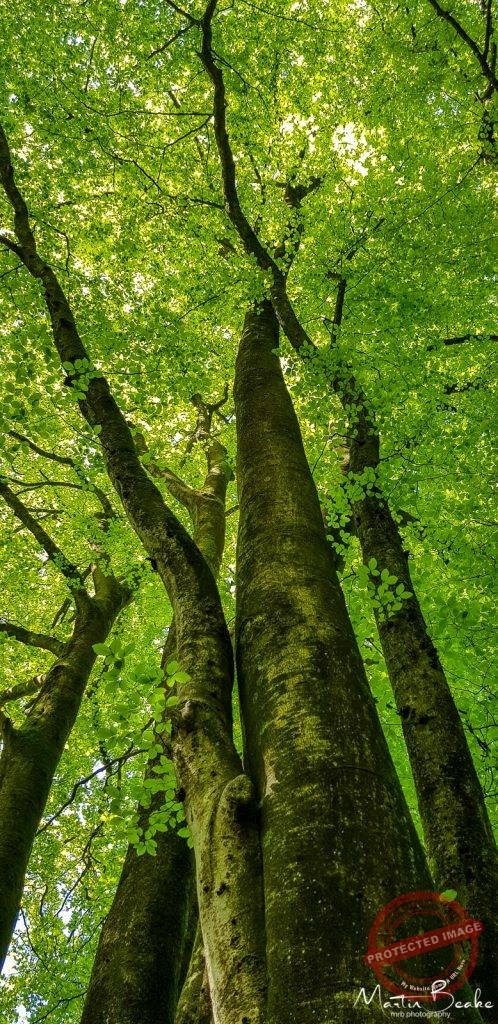 Beech Tree Canopy in May