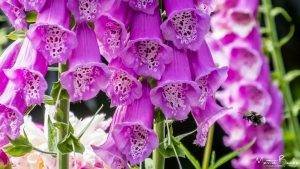 Fox Gloves and Bee