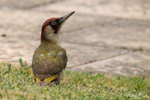 Green Wood Pecker