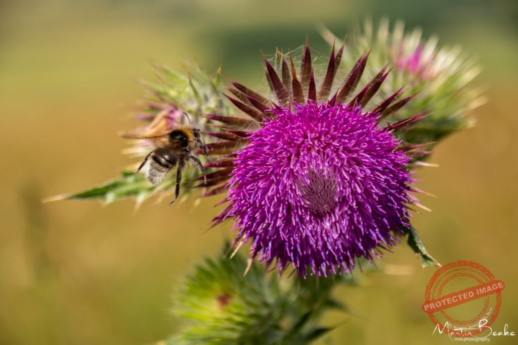 Bee and Thistle