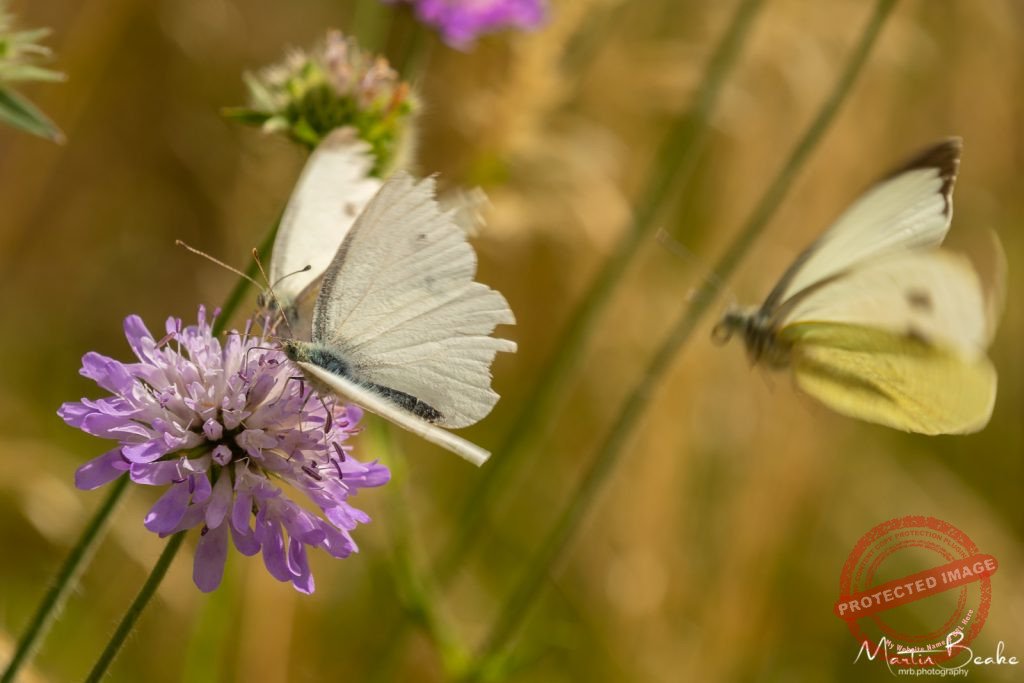 Large White Butterflies on Clover