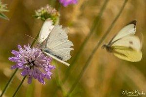 Large White Butterflies on Clover