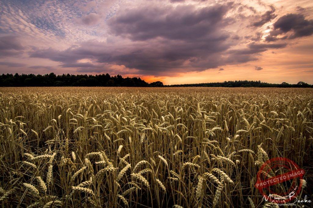 Wheat Field at Sunset