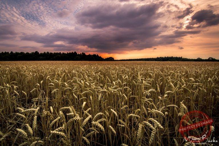 Wheat Field at Sunset