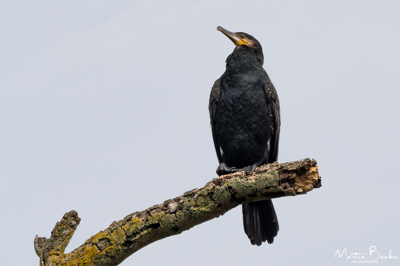 Cormorant Sitting on Branch