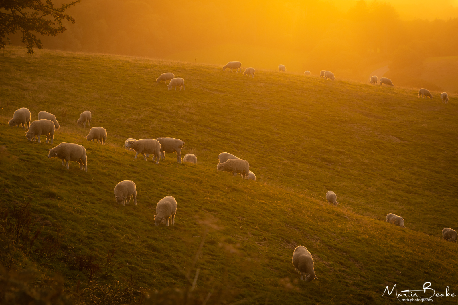Sheep grazing in Dorset at Sunset