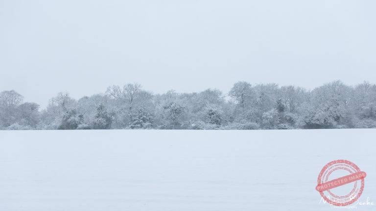 Snow Laden Trees