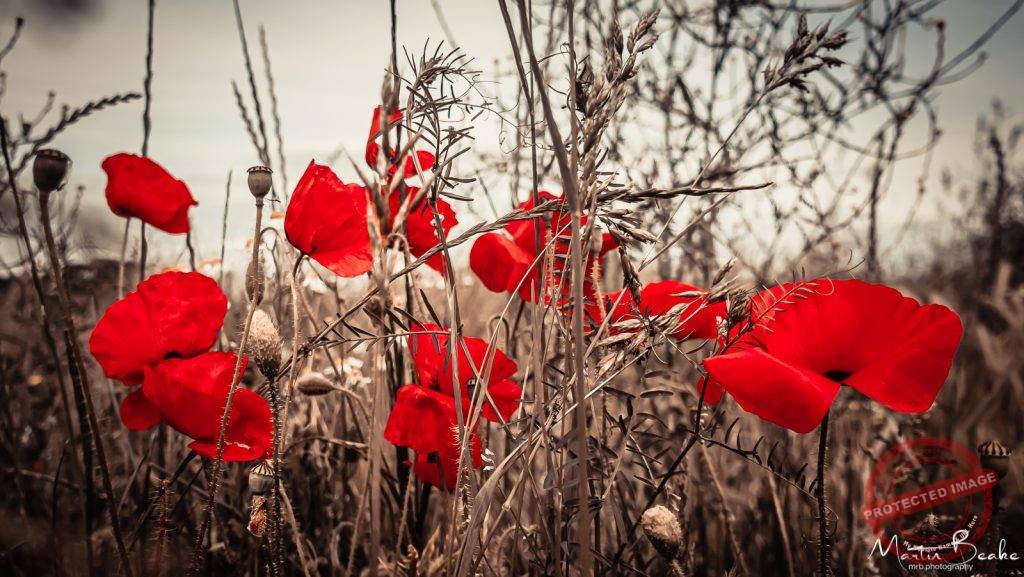 Moody Poppies