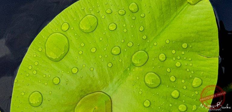 Lily Pad Leaf with Raindrops