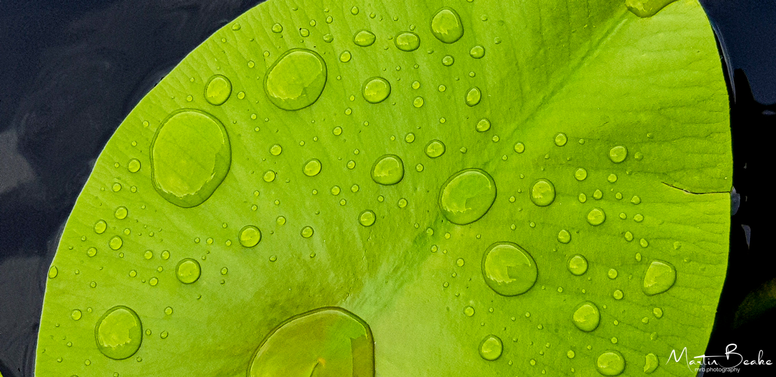 Lily Pad Leaf with Raindrops