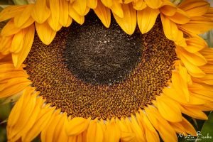 Wilting Sunflower