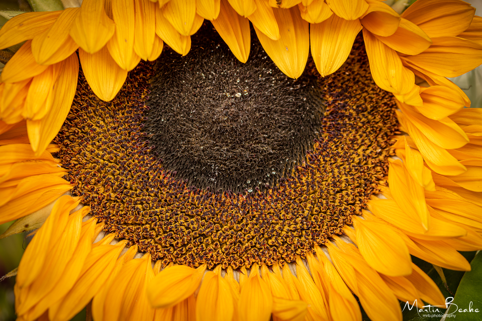 Wilting Sunflower