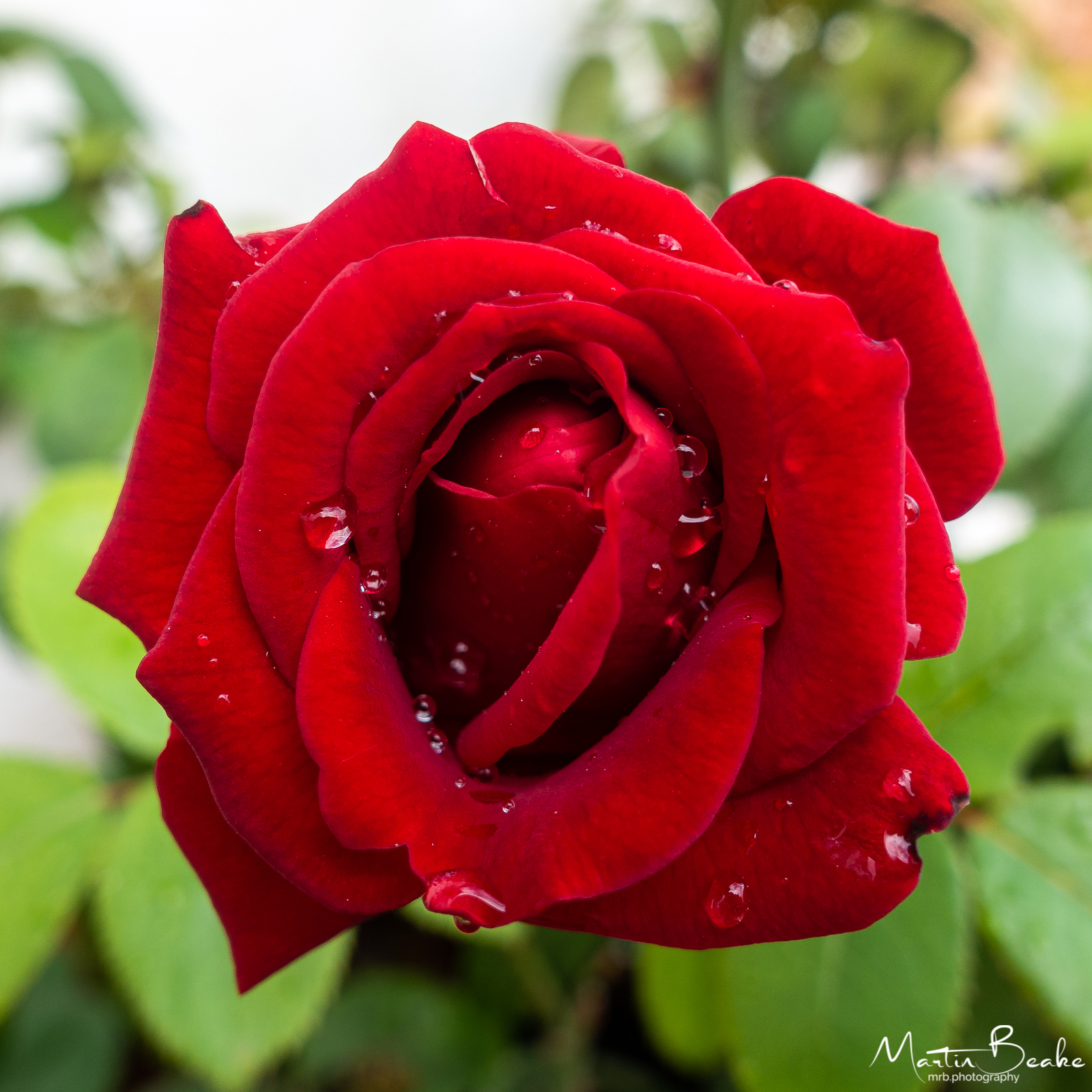 Red Rose in Rain Drops
