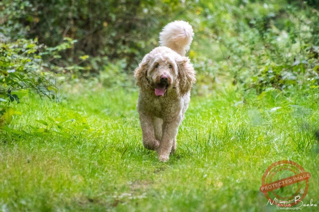 Drax, Golden Doodle Walking in Woods