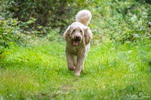 Drax, Golden Doodle Walking in Woods