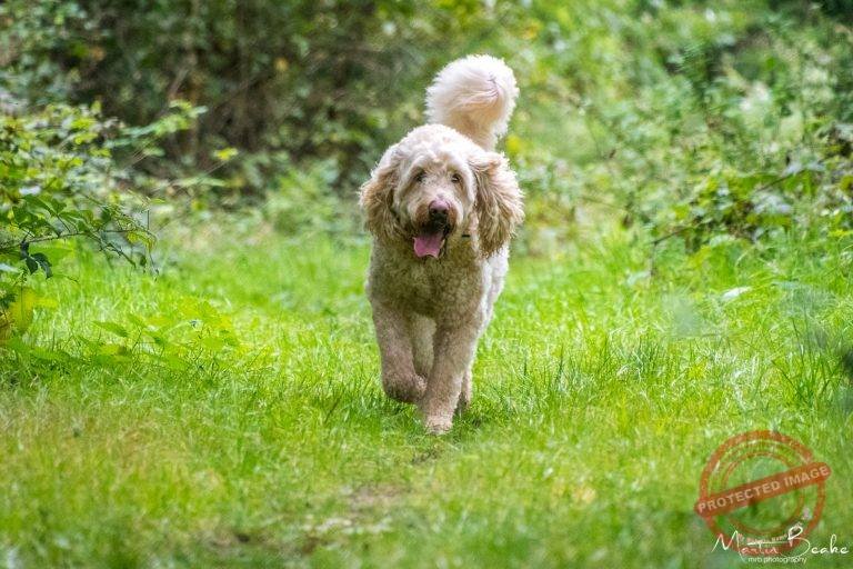 Drax, Golden Doodle Walking in Woods