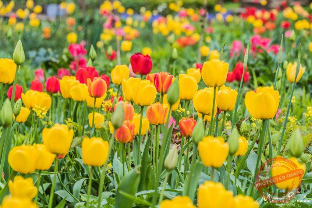 Tulips at Anne Hathaway's Cottage