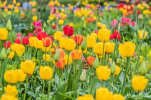 Tulips at Anne Hathaway's Cottage