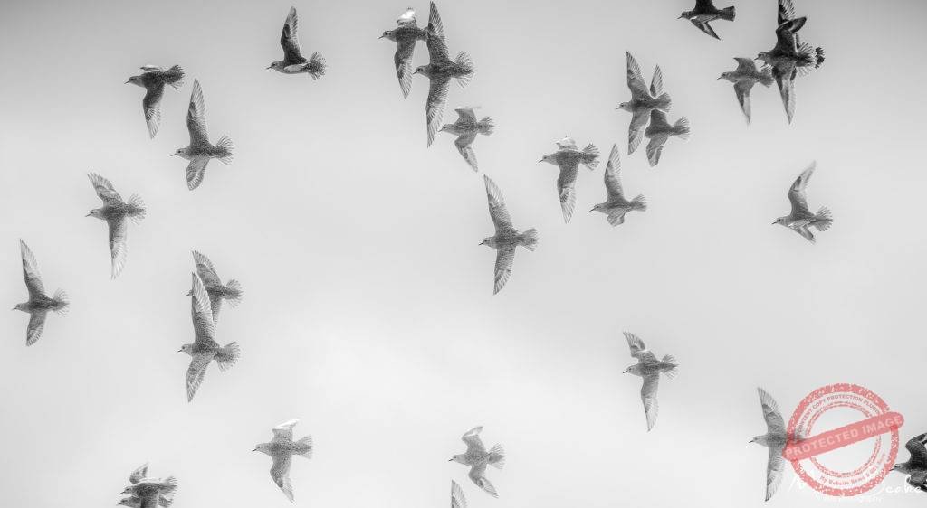 Birds on the Wing
